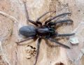 Segestria florentina